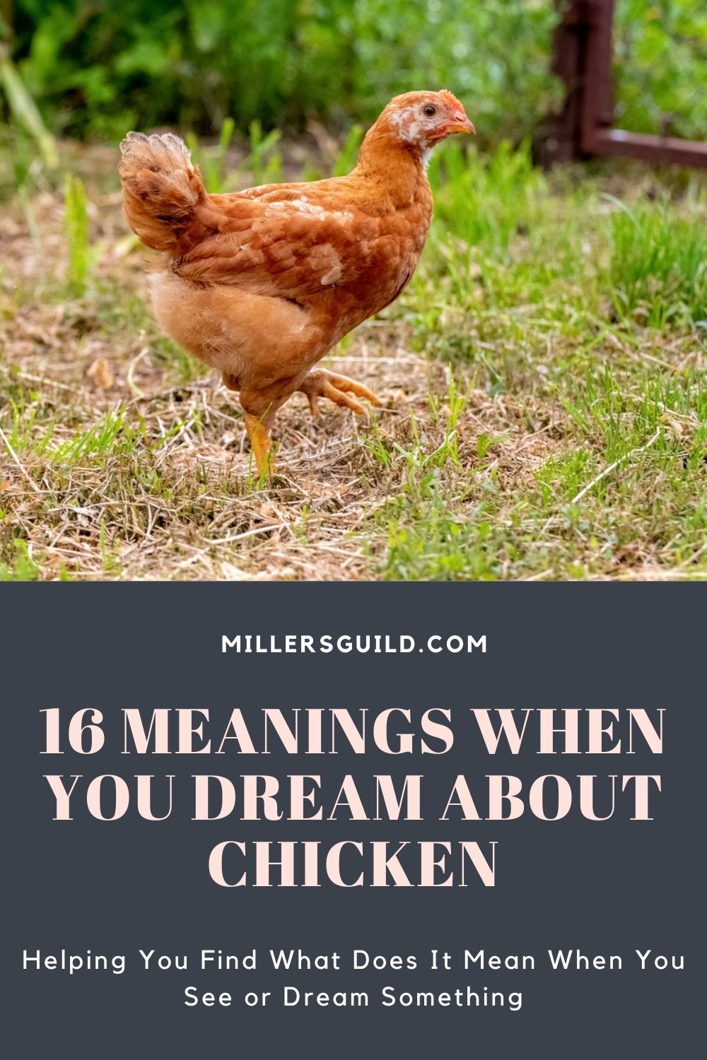 Dicionário de sonhos com galinhas: Interprete agora!