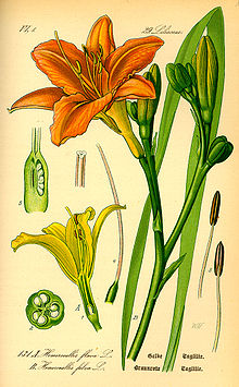 Day Lily Flower Significado Dicionário