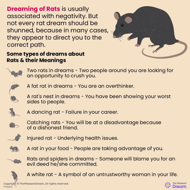Sonhos sobre ratos - O que é que os ratos significam nos seus sonhos?
