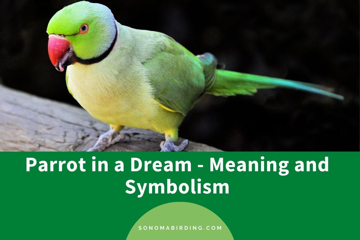 Significado do sonho papagaio: Interpretar agora!